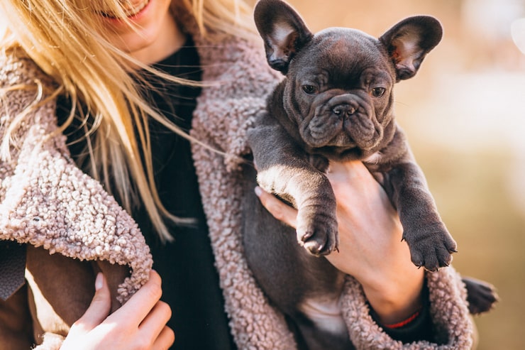 French Bulldog Puppies for Sale in Atlanta